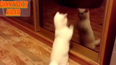 Funny 🤣😆 cat 🐈😺 video