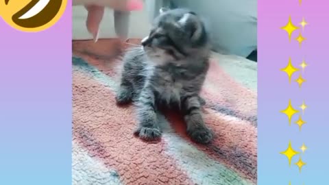 What a cute dog