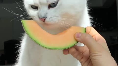 Cute cat eating fruits || viral cat .