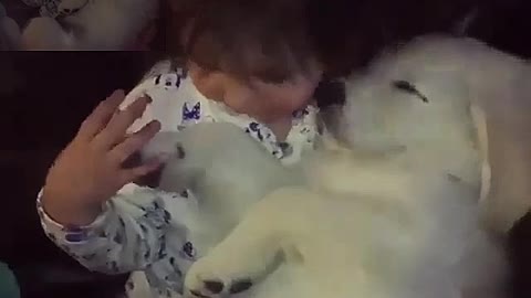 The puppy fell asleep in the arms of the girl