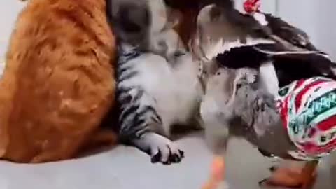 Funny video of Cat and Duck