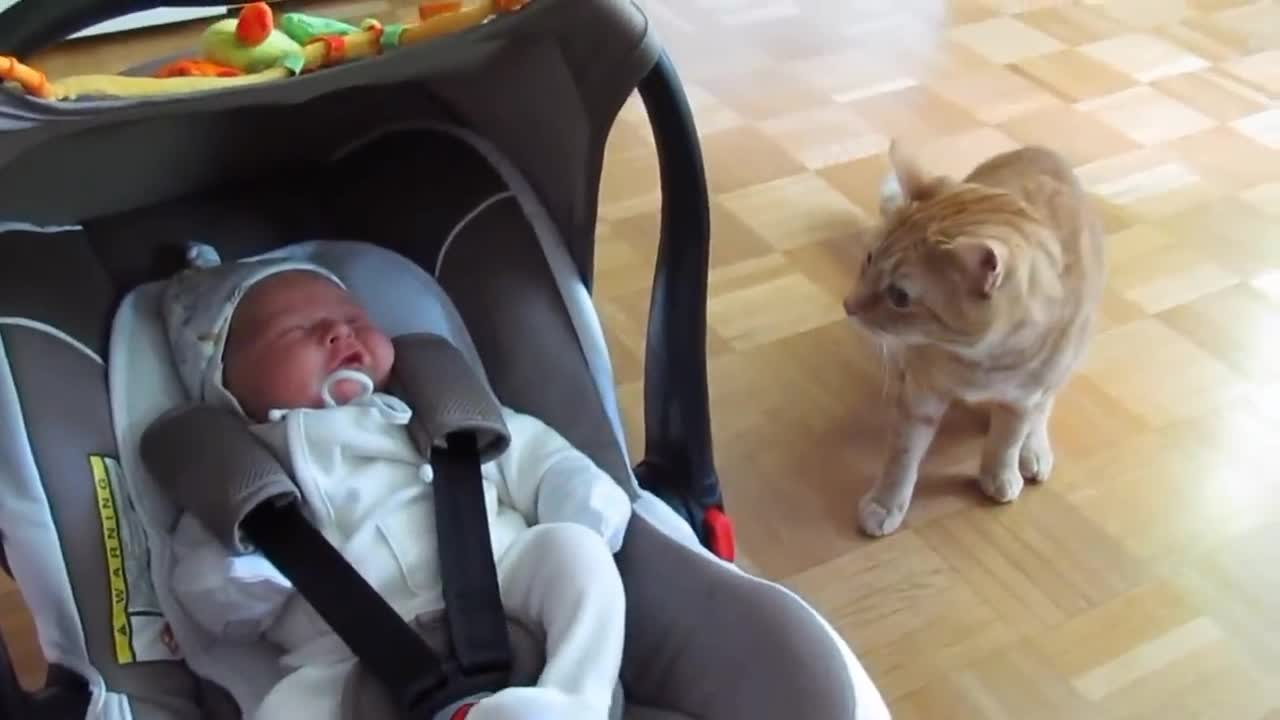 Cat meet baby