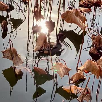 Lucky Duck for Children Fishing Videos for Children Fishing for Kids | TOYLAND