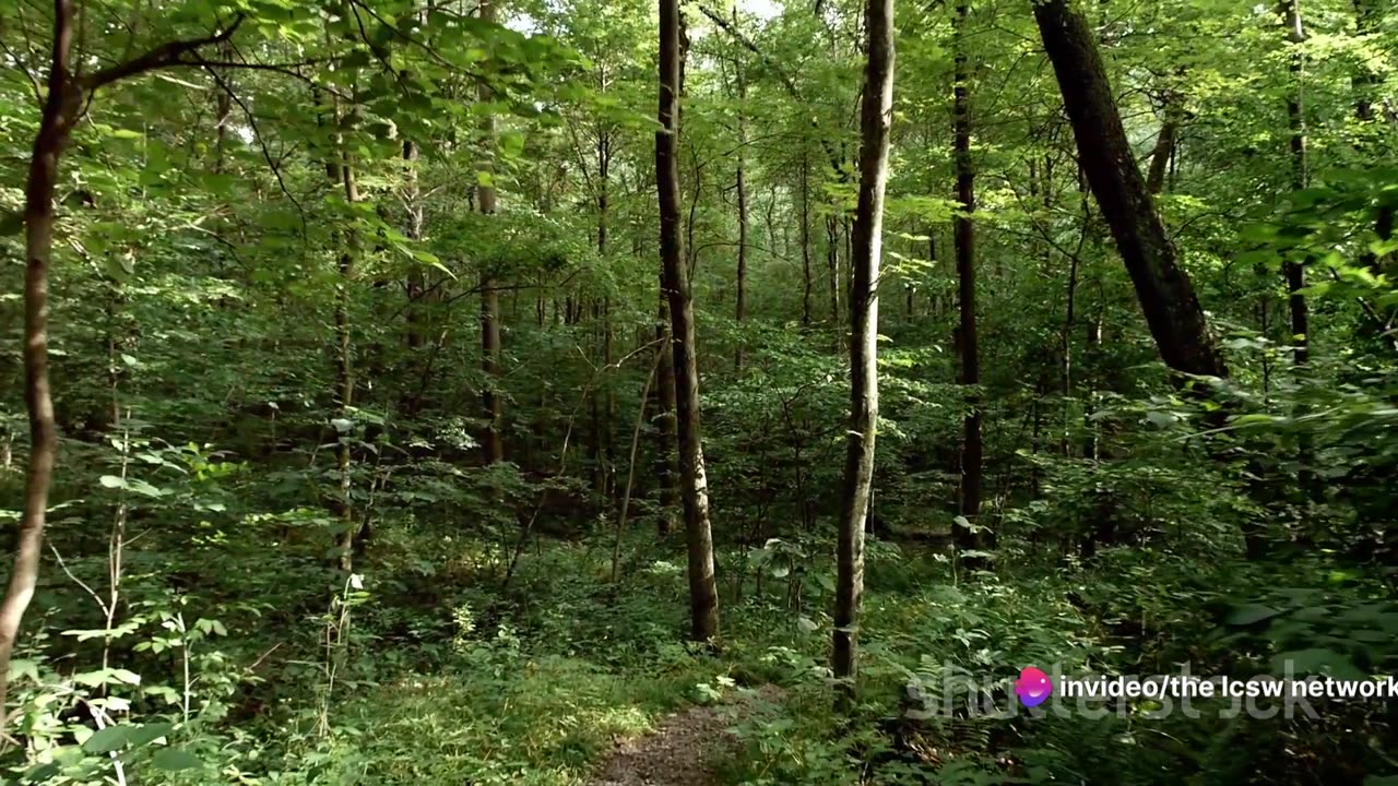 Self Care Saturday, S5, E5: Nature Walks - The Ultimate Self Care for MH Professionals