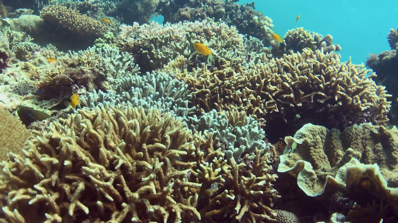 Unreal beauty of Panglao Island Coral Reef - no sound