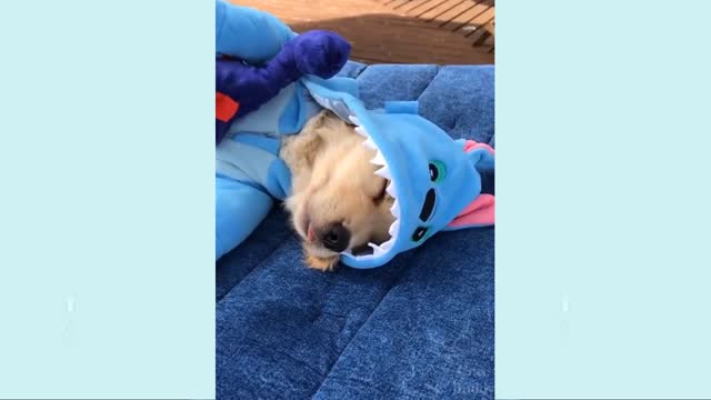 Funny dog video 2021πβπ¦Ίπβπ¦Ίπβπ¦Ί cute floki dog