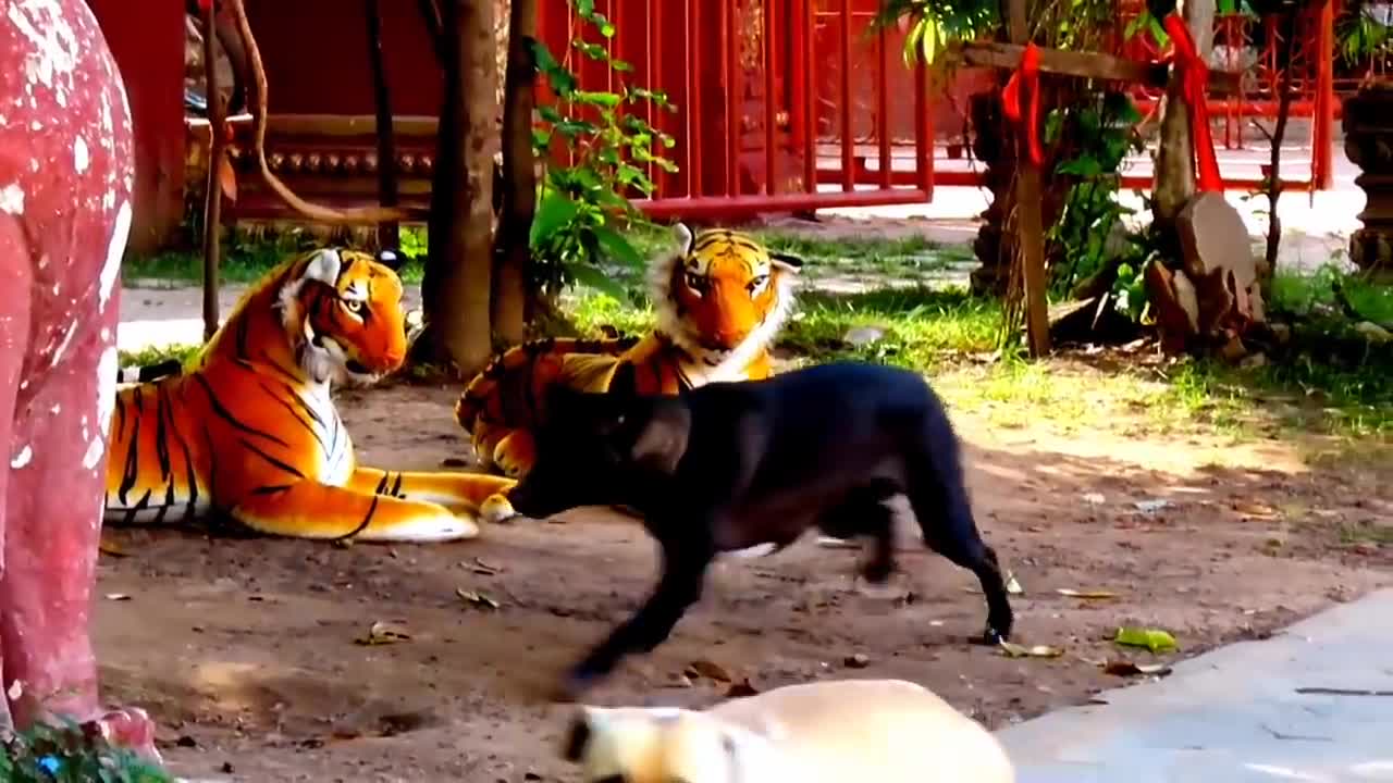 Prank dog & Fake Tiger Vs Dog Prank Video Funny | RoSeak Zin Ep0002