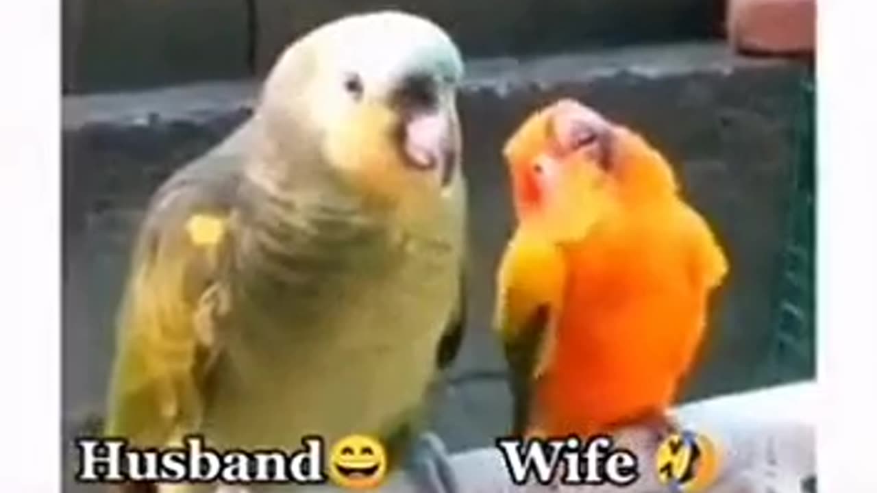 Cute parrot