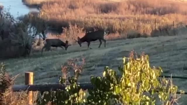 Deer playing in our backyard