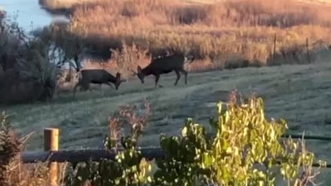 Deer playing in our backyard