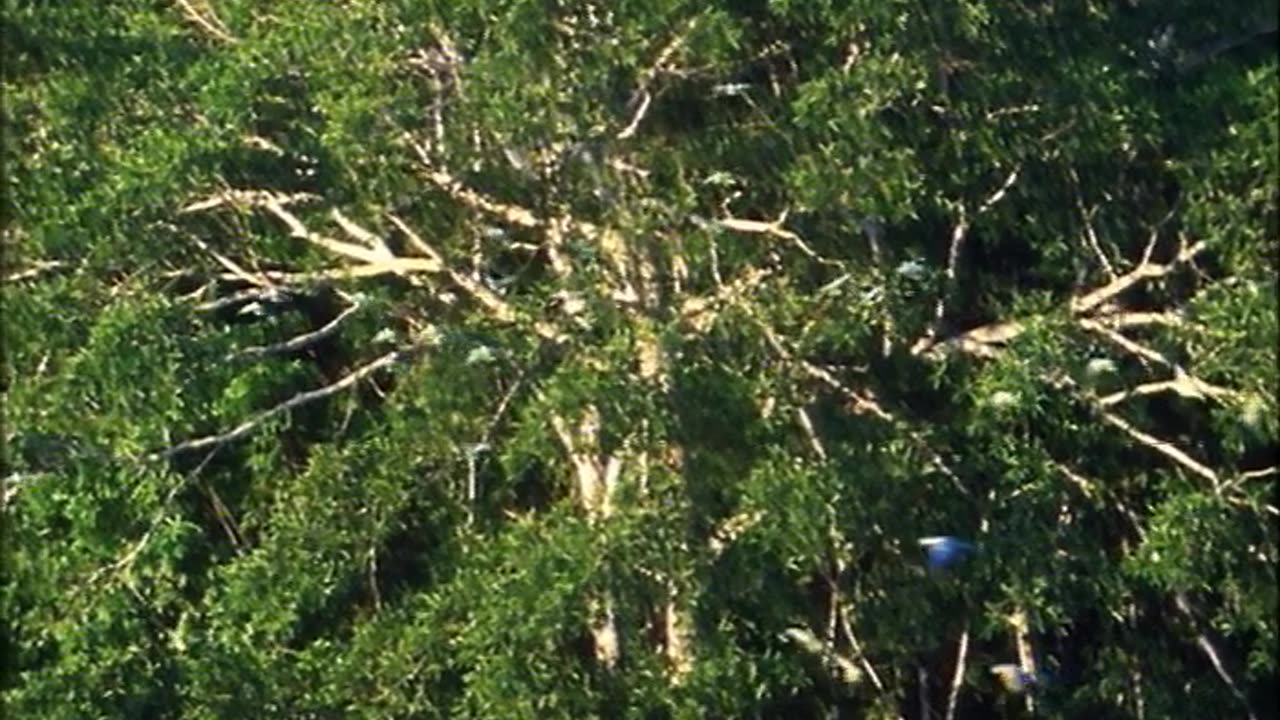Tropical Rainforest Life Of Birds David Attenborough BBC