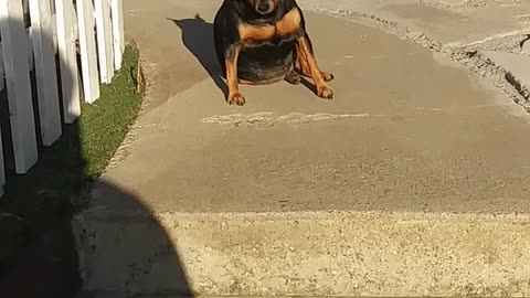 funny dog happy to sea water finall