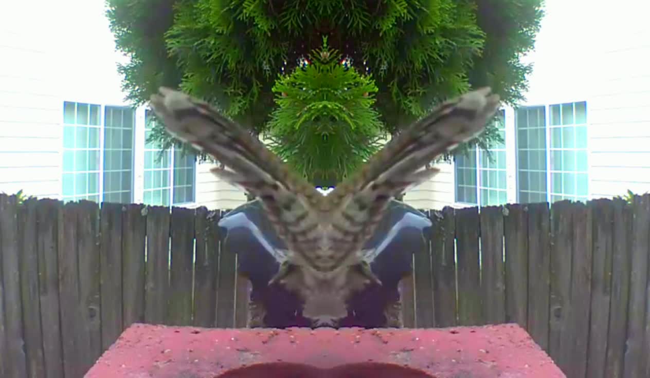 Video Nature Art with Real Bird and Optical Illusions from Mirroring.