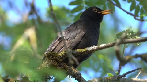 Blackbird - Sound (NATURE)