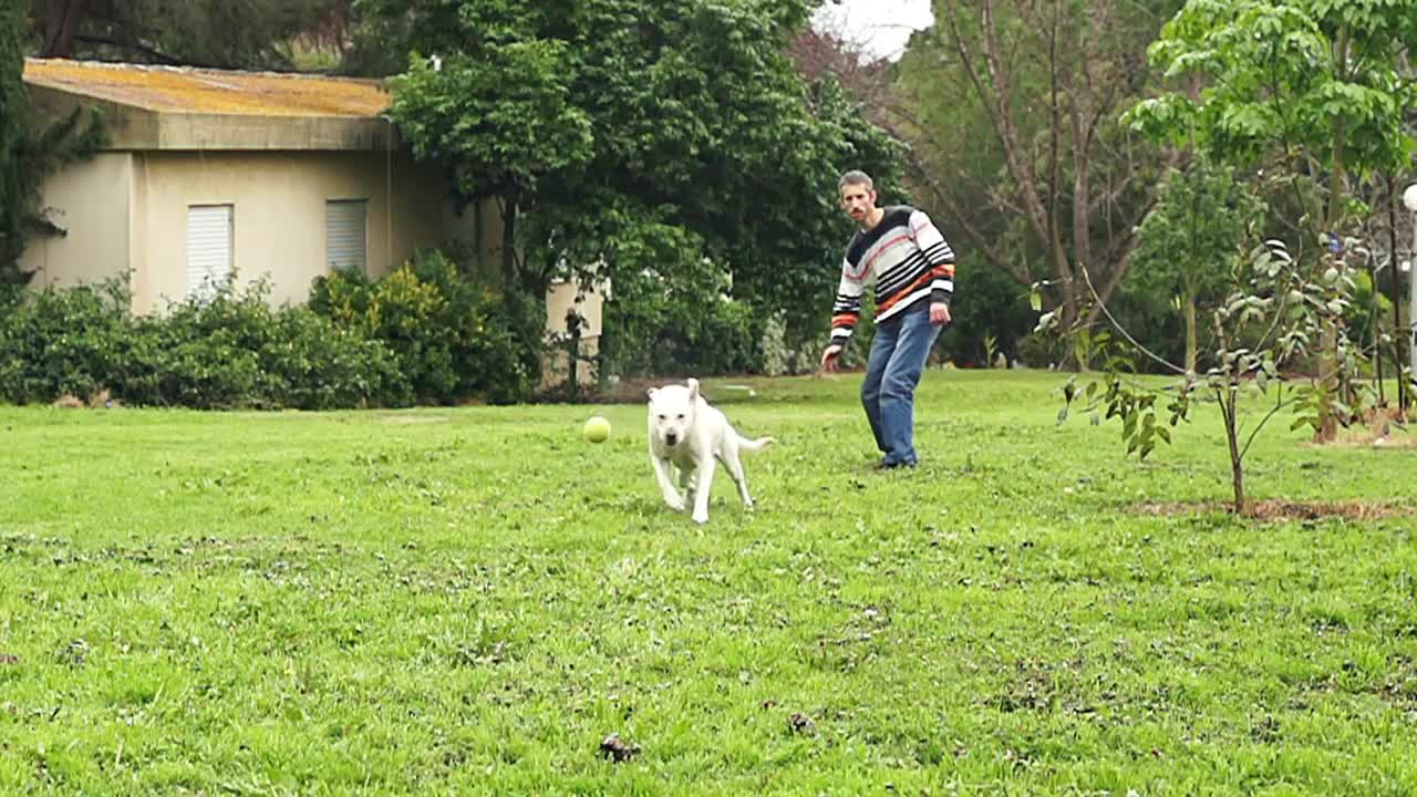 Super slow motion of a white dog catching a tennis ball