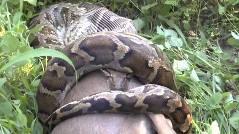 SNAKE SWALLOWS WHOLE DEER