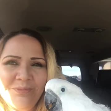 Cockatoo sings in the car