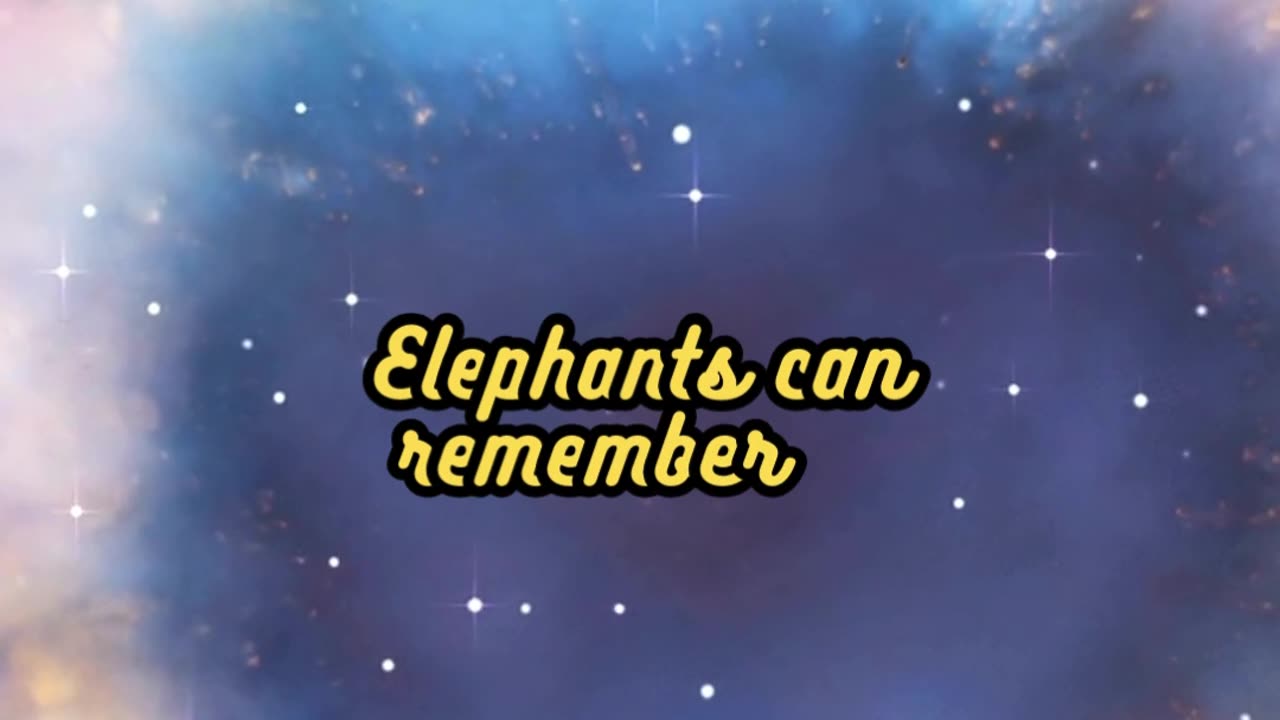 Animal Facts Elephant Memory #shorts
