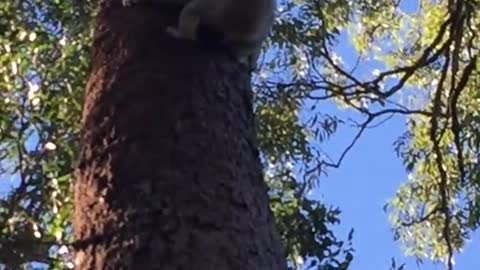 Koala Rescue In Brisbane