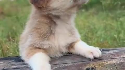 cute puppy, train your new puppy .