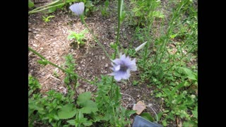 Morning Cup Of Happiness Chicory