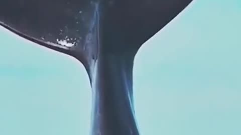 The biggest blue whale in the world