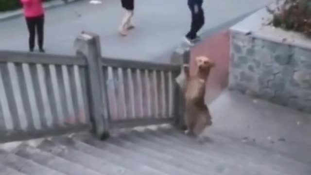 Funny and Cute compilation | Cute compilation. #shorts