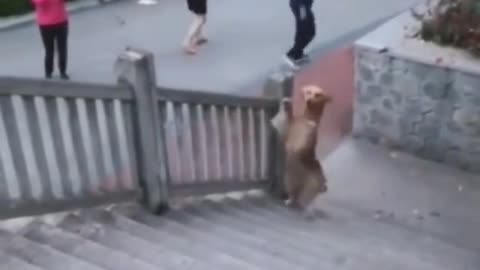 Funny and Cute compilation | Cute compilation. #shorts