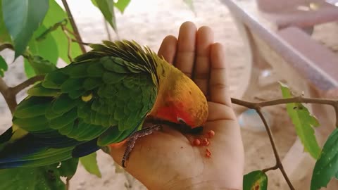 06) My parrot eats from my hand