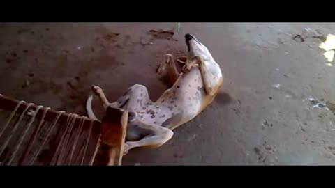 funny videos 2021dog sleeping different position very funny whatsapp viral videos 2021