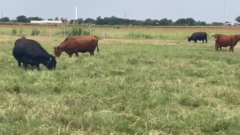 2459: 80- Young Fall calving Angus/AngusX.