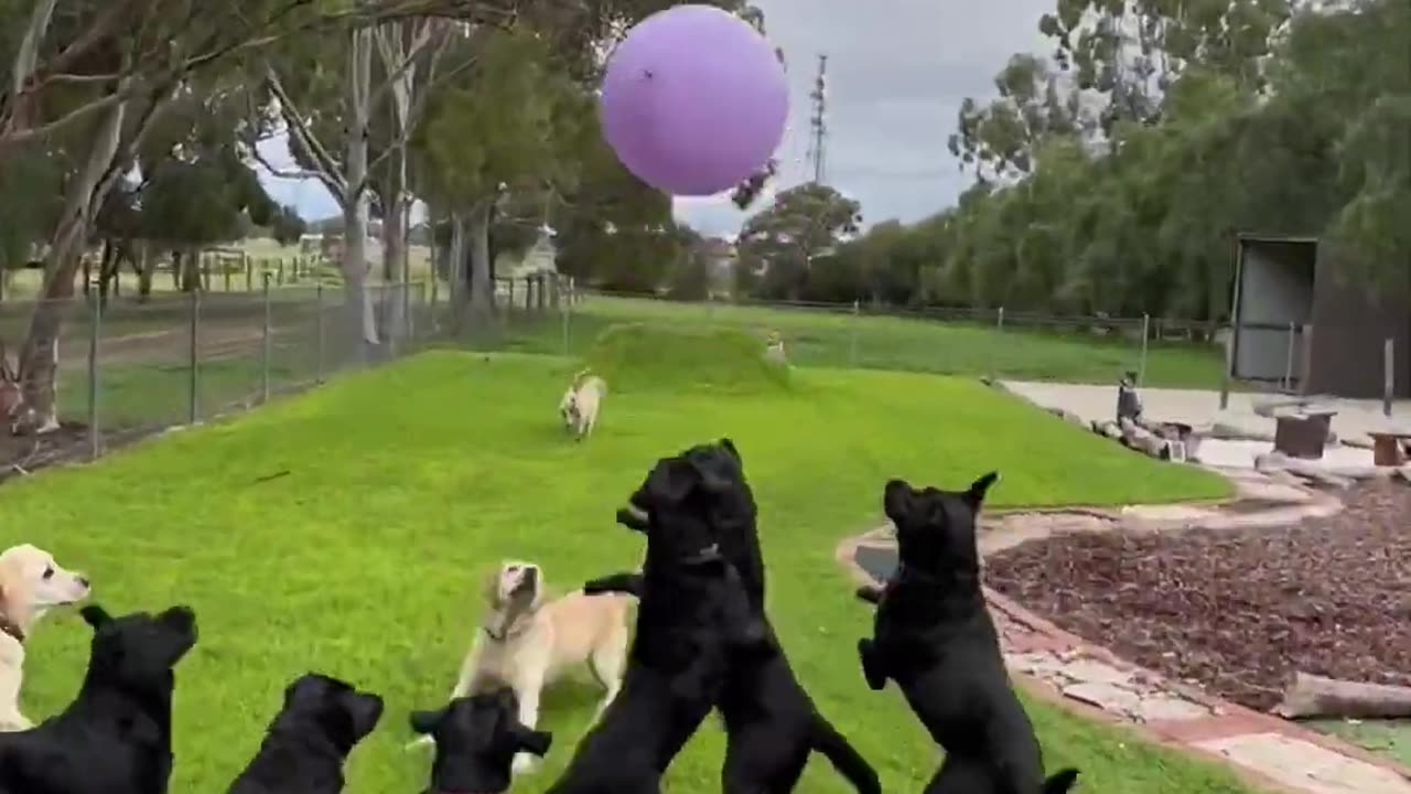 Labradors vs Giant Balloons