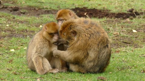 Animals that behave spontaneously ..!!