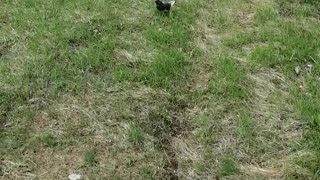 A good dove enjoys the grass.