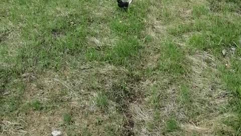 A good dove enjoys the grass.