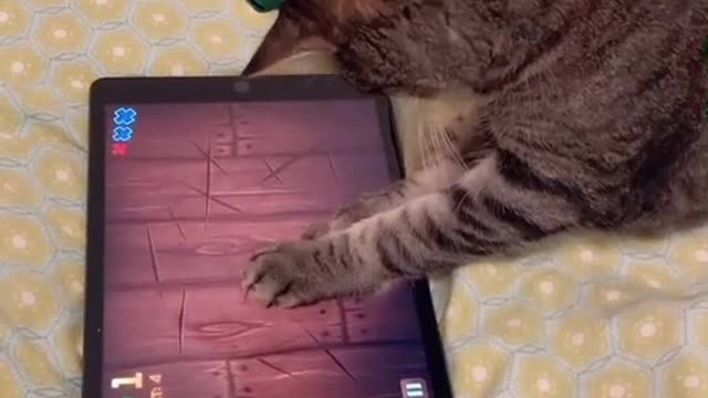 Cat playing game