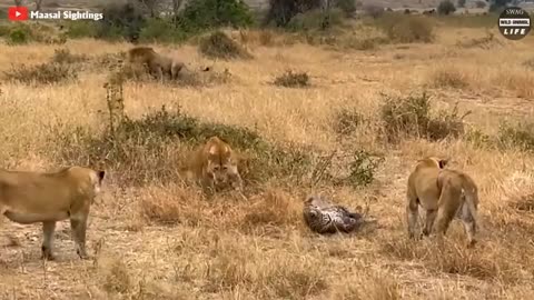 (30 moments) Crazy Big cats serious Fight