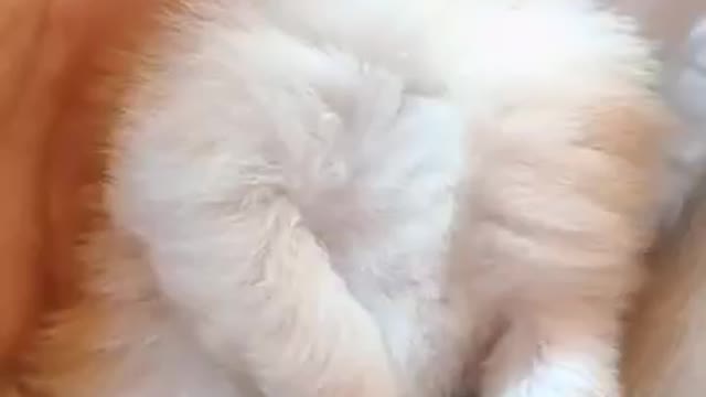 OMG So Cute Cats ♥️ Best Funny Cat Videos 2021