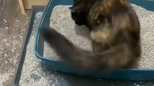 funny cat video