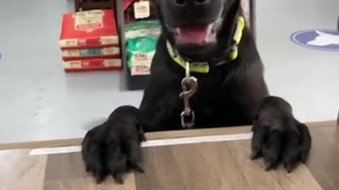 Dog at supermarket asking for food