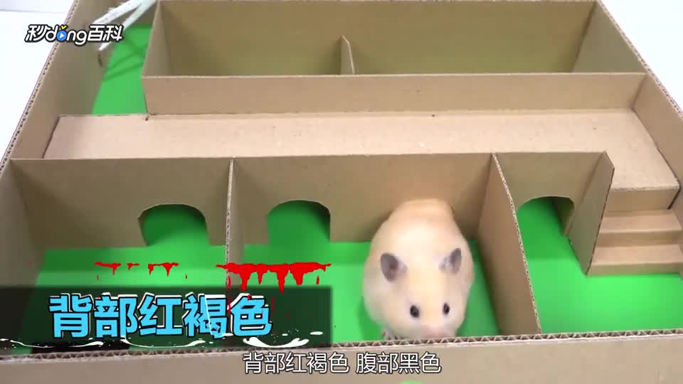 Introduction of several hamsters