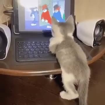 Little cat is watching a cartoon about Tom and Jerry