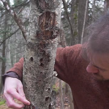 This Wild Mushroom can Transport Fire!