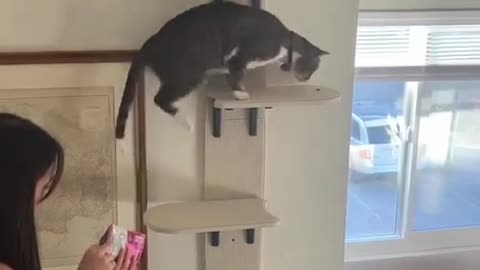 She built a replica for her cat 😊😊😊👍