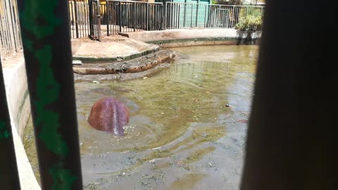 Baby Hippo Gets In Dirty Zoo Water