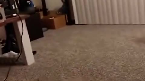 lovely kitten # wonderful animal # cat's confusing behavior # poop officer's fun # cat's vlog