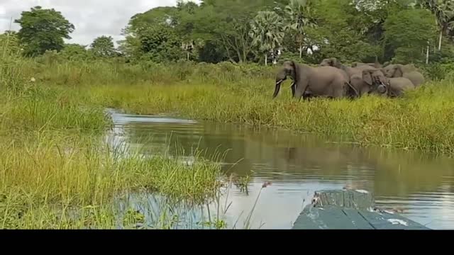 Mother Elephant Save Baby Elephant From Crocodile