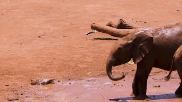 Free animal