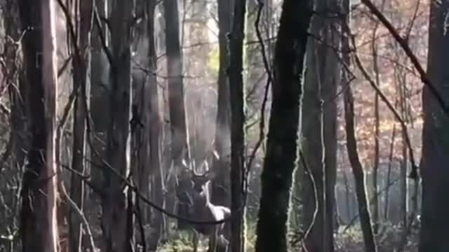 The deer boiled