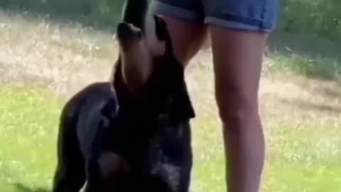 🤣🤣🤣animal very funny video